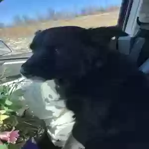found male dog unknown