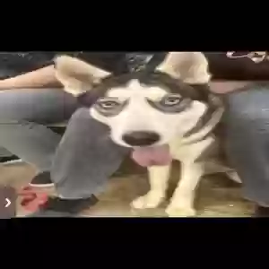 lost female dog lova