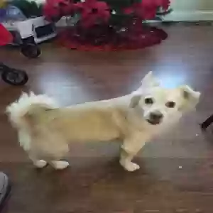 lost male dog sonny