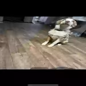 lost male dog waylon