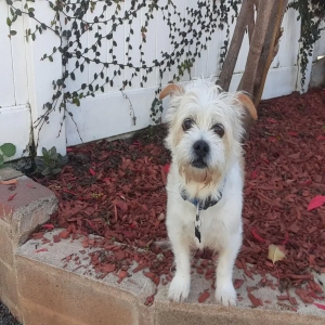 lost male dog teddy