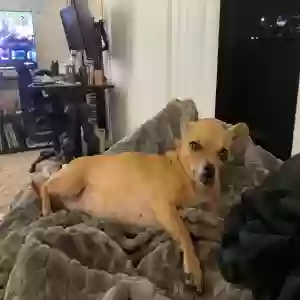 lost female dog kiwi