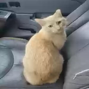 lost male cat winnie