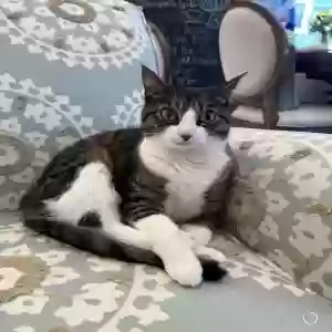 lost female cat margherita