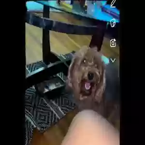 lost female dog peach