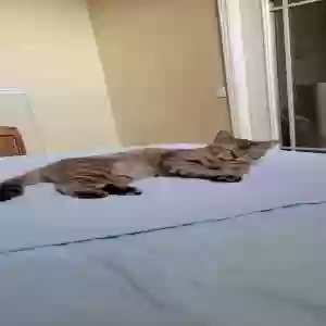 lost female cat coffeecake