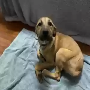 found male dog unknown