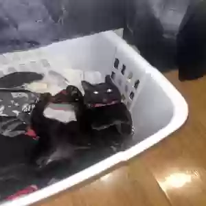 lost female cat tweaks
