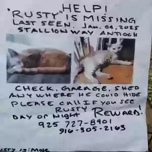 lost male cat rusty toomer