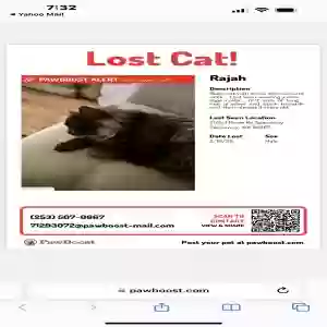 lost male cat rajah