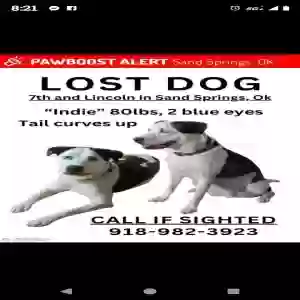 lost female dog indie