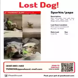lost male dog sparkie