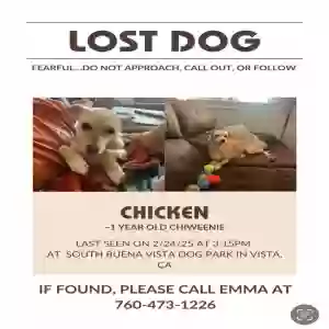 lost female dog chicken