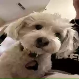 lost male dog benji