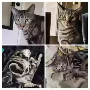 lost male cat rahja