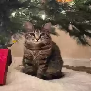 lost male cat diego