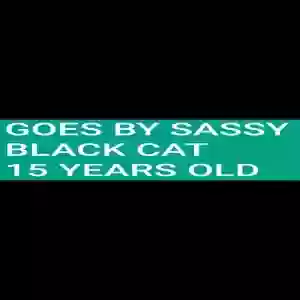 lost female cat sassy