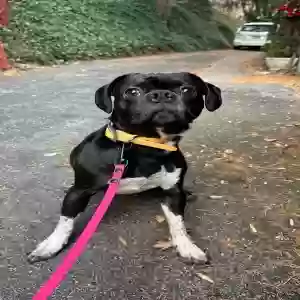 lost male dog hannibal