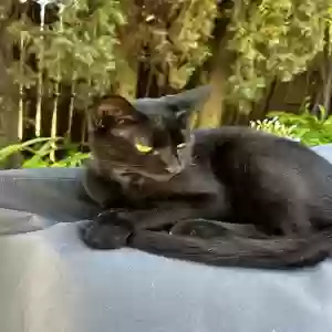 lost male cat salem