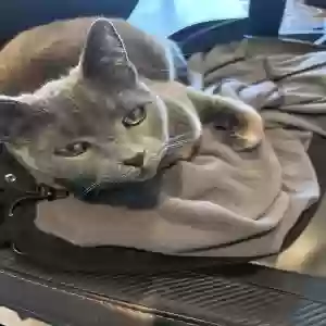 lost female cat kami