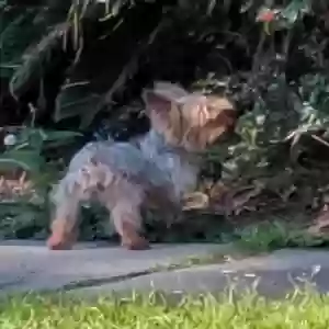 lost male dog deuces