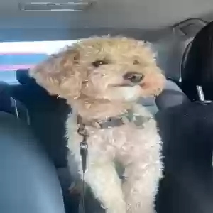 lost male dog unknown