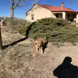 lost female dog haley