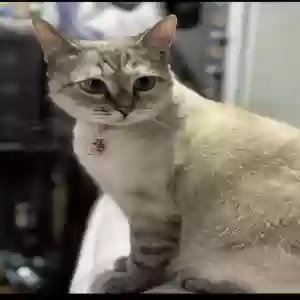 lost female cat winter