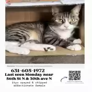 lost female cat penny