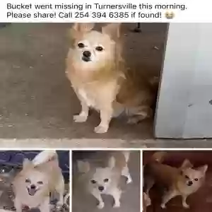 lost male dog bucket
