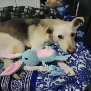 lost male dog kilo