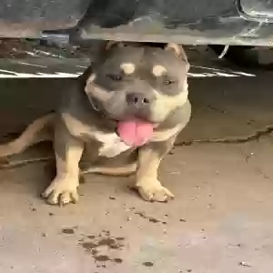 lost male dog zeus