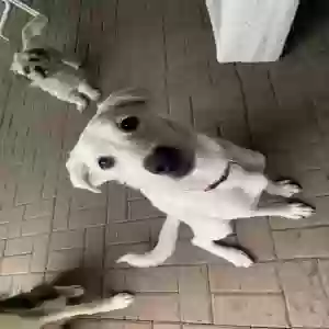 lost female dog angel