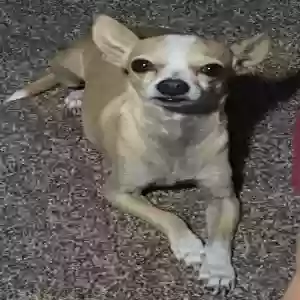 lost male dog charlie