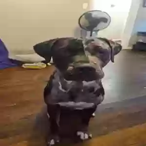 lost male dog rip