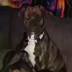 lost female dog sophie
