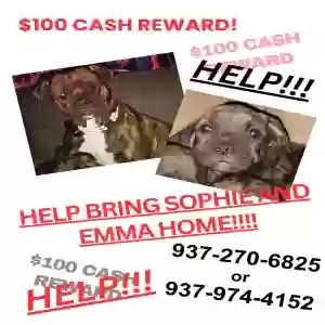 lost female dog emma
