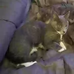 lost female cat nico
