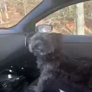 lost male dog duke