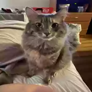 lost female cat unknown