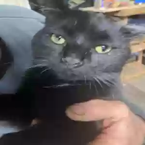 lost male cat keke