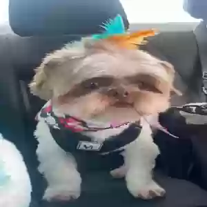 lost male dog charming
