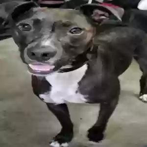 lost male dog brody