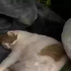lost male cat ki (key) or big boy