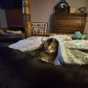 lost male cat henry