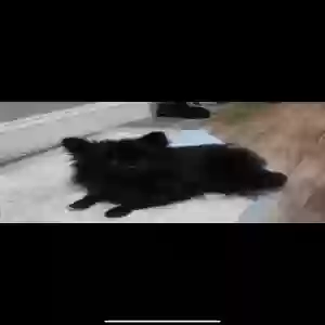 lost female dog oreo