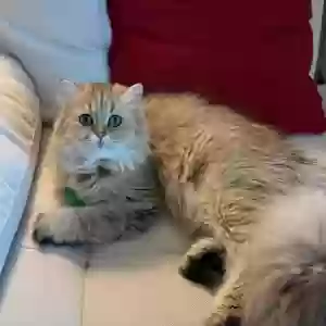 lost female cat lucy
