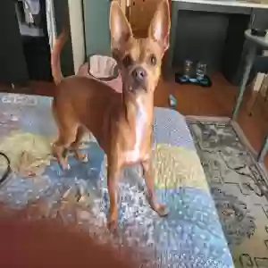 lost female dog lily