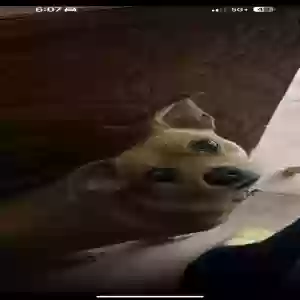lost male dog yuki