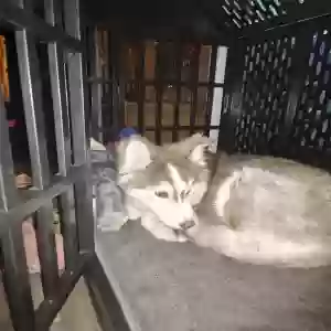 found male dog unknown
